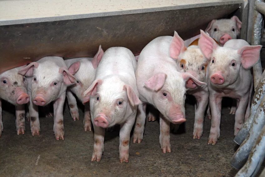 Свинья 12. Свинья 12. Фигурки sealmark, свинья, 7 смертных. Свиньи марка. Свинофермы в ставропольском крае.