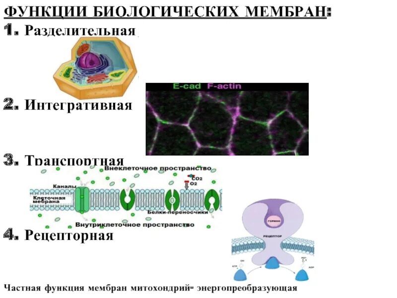 Функции мембраны. Функции биологических мембран. Интегративная функция биологической мембраны. Транспортная функция биологических мембран.