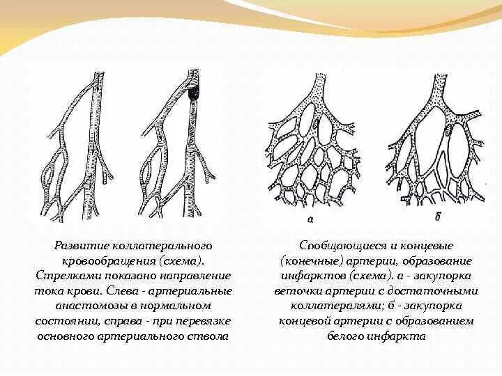 Пути коллатерального кровотока примеры. Коллатеральное кровообращение схема. Кровоснабжение головного мозга сосуды. Сосудистые коллатерали. Развитые коллатерали.