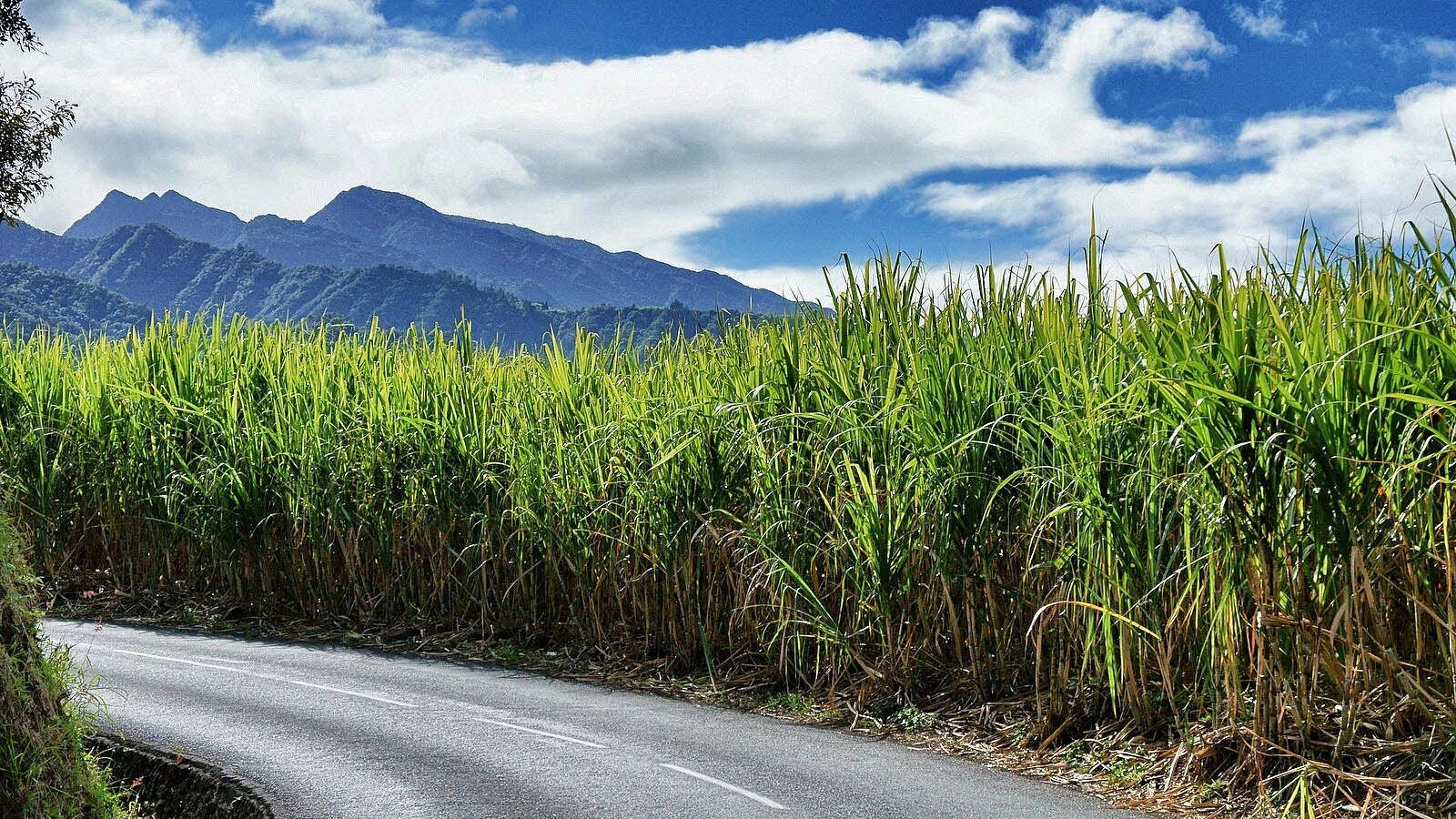 Сахарный тростник новая Гвинея. Сахарный тростник в Бразилии. Плантации сахарного тростника. Монако сахарный тростник.