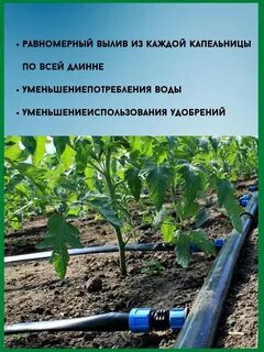 Капельный полив помидоров в теплице
