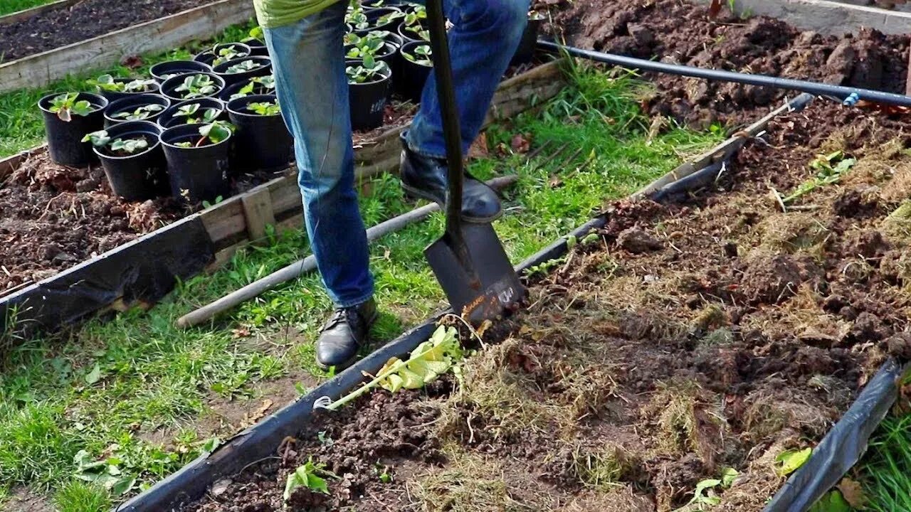 Надо ли перекапывать грядки под зиму осенью. Лопата для обработки почвы. подготовка грядок осенью от органик микс.