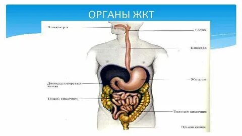 В какой полости человека расположен желудок