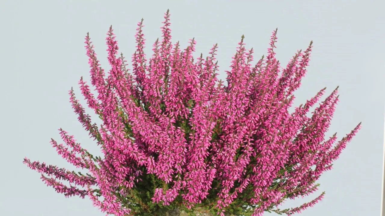 Цветы calluna vulgaris. Вереск хемильтон. Лиловый вереск. Вереск обыкновенный бадблюмерс. Вереск аннемари.