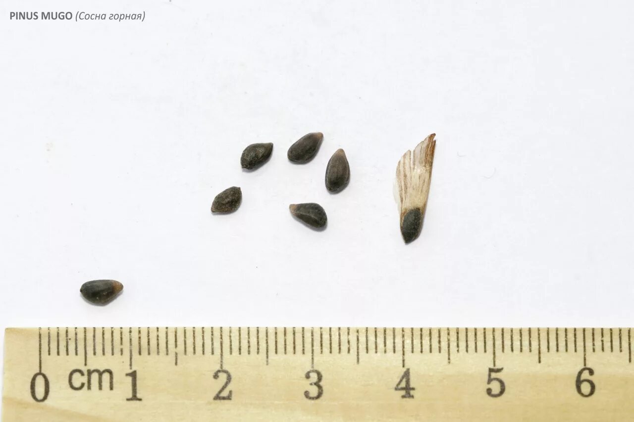 лиственница даурская семена. семена лиственницы сукачева. семена сосны веймутовой. внешнее строение семени лиственницы. семена лиственницы сибирской.