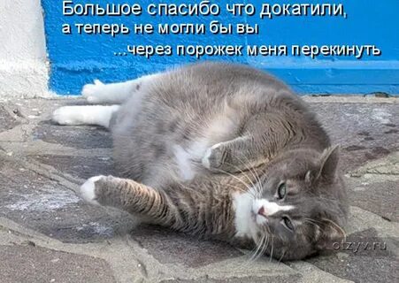 Сколько времени носит кошка