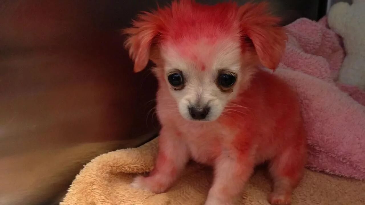 Почему собаки розовые. Чихуахуа в розовом. Маленькая розовая собака. Маленькие собачки розовая. Маленькие щенки розовые.