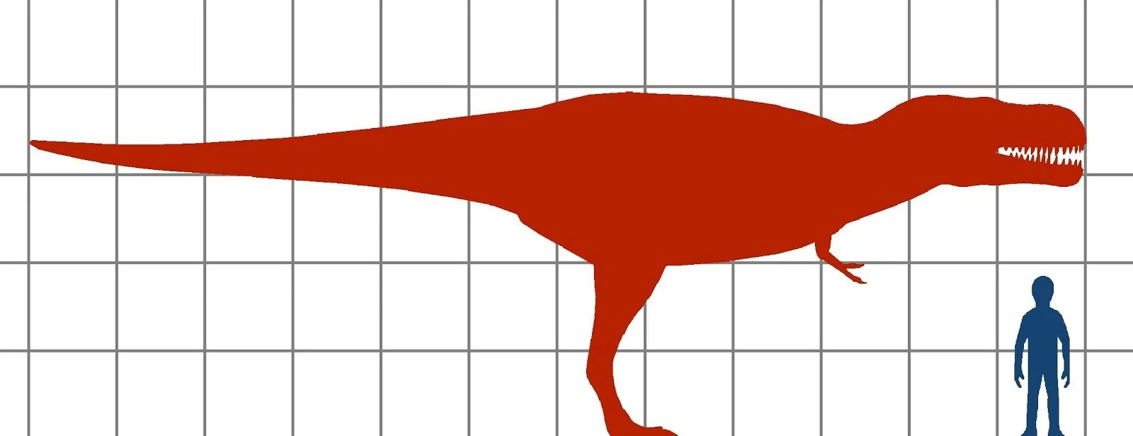 Сравнение динозавров. Тираннозавр рекс рост. Тираннозавр Размеры с человеком. Тираннозавр рекс высота. Сравнение размеров тираннозавра и человека.