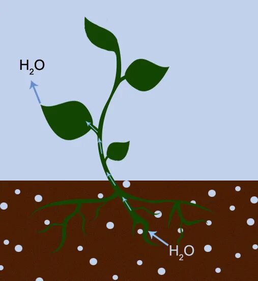 Транспирация у растений. Транспирация у растений деревьев. Транспирация схема. Значение транспирации для растений.