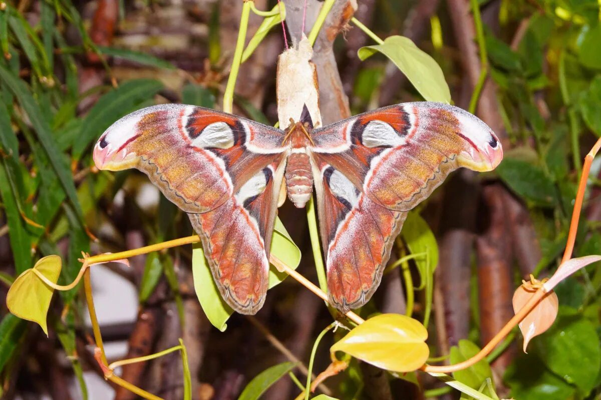 выставка бабочек пермь. выставка бабочек пермь. парк живых бабочек пермь лайнер. парк живых бабочек екатеринбург. выставка бабочек пермь.