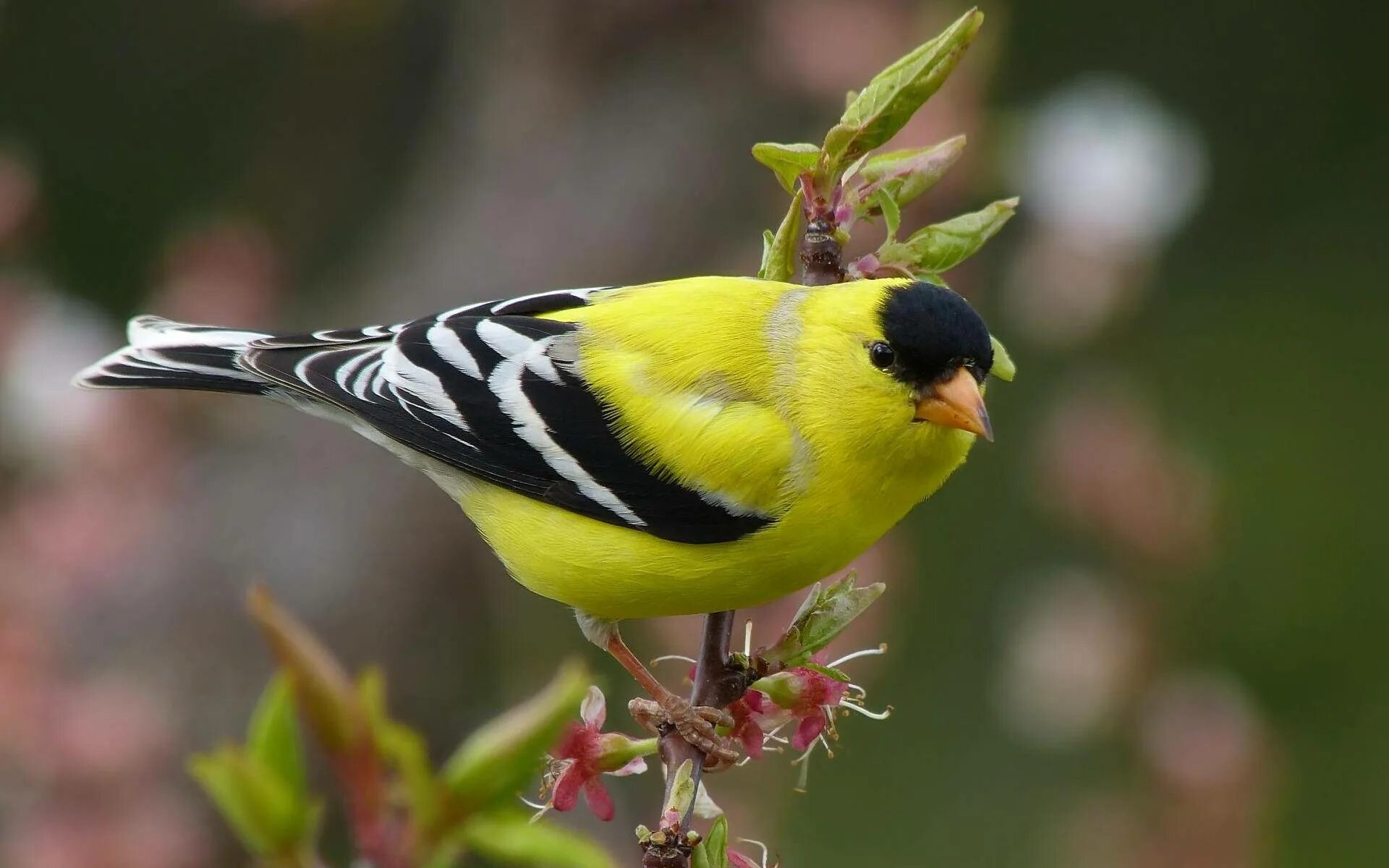 American Goldfinch птица. Щеглы чижи зеленушки. Щеглы зеленушки Коноплянки. Щегол желтый.