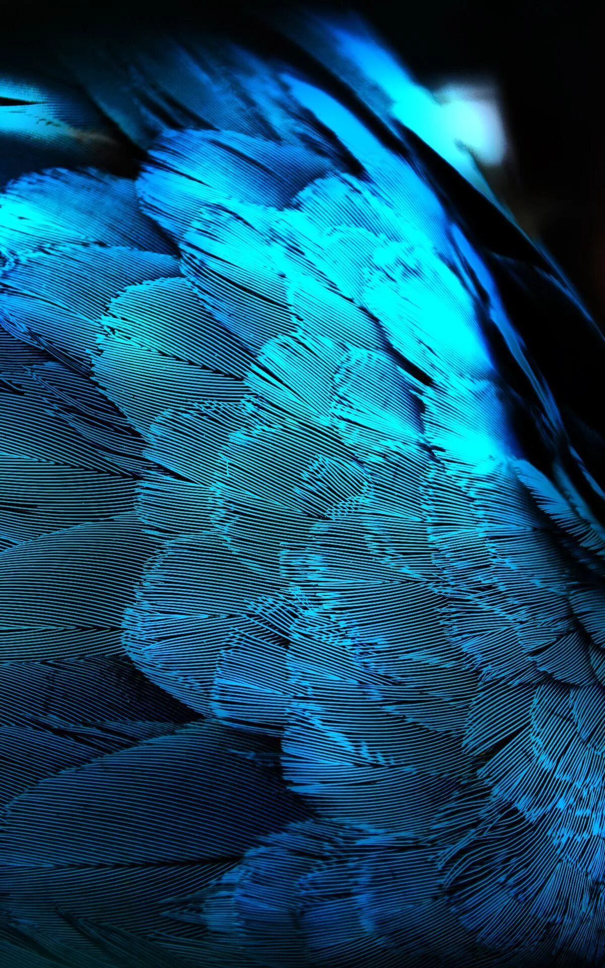 Mesmerizing Macaw Feathers Close-up