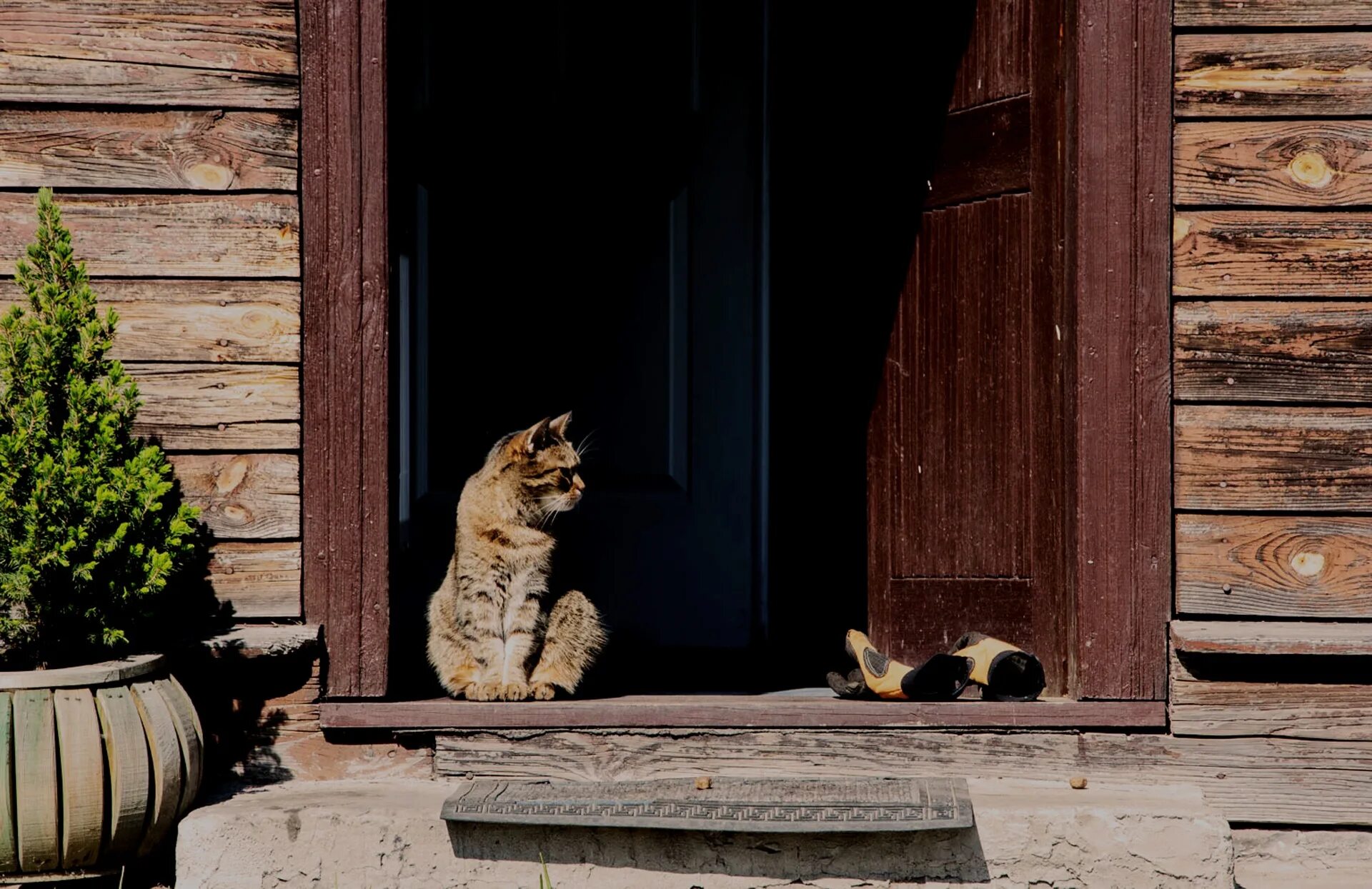 Кот на пороге. Дом для кошки. Порог дома. Коты на пороге. Почему нельзя здороваться через