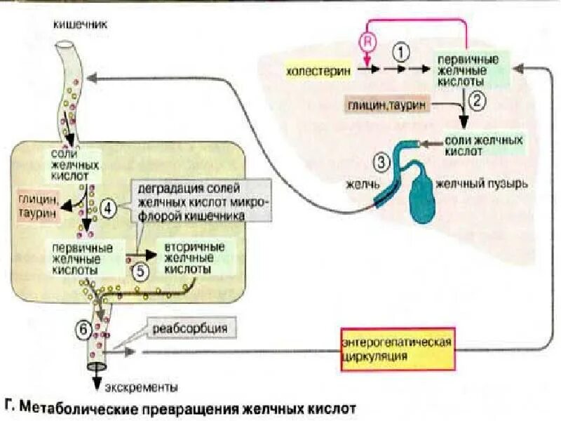 Желчные кислоты печени. Схема циркуляции желчных кислот. Схема гепатоэнтеральной циркуляции желчных кислот.. Механизм рециркуляции желчных кислот. Схема энтерогепатической циркуляции желчных кислот биохимия.