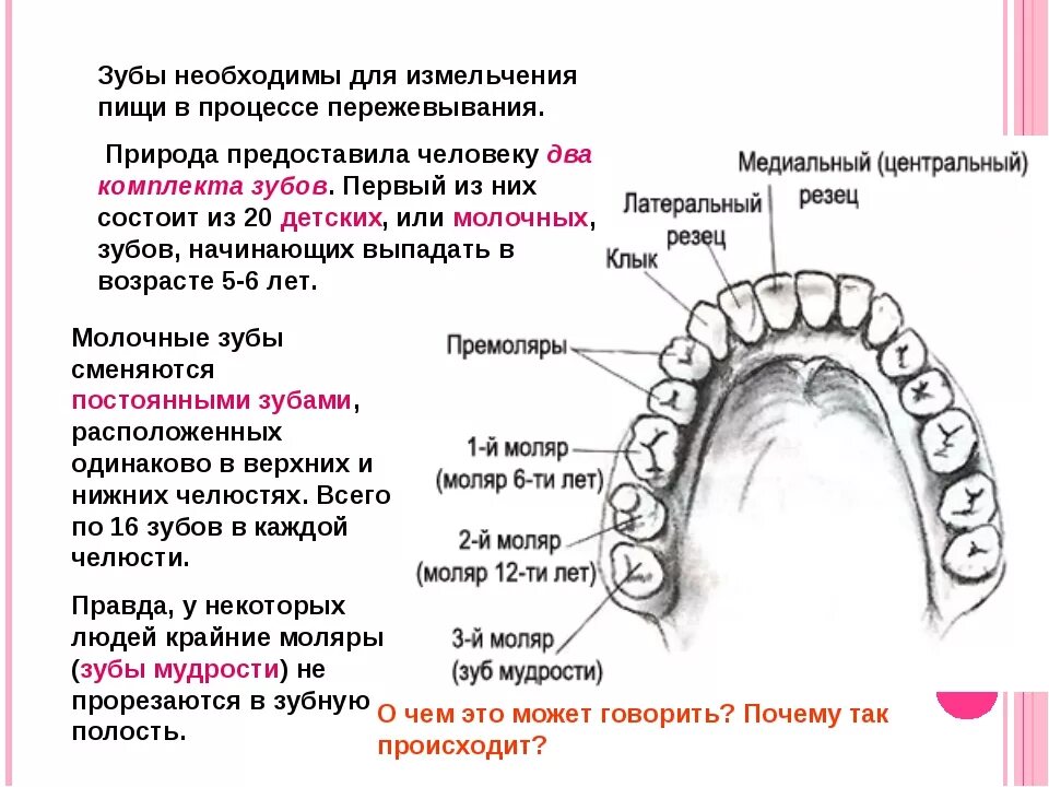3 5 8 зуб. Строение и название зубов. Зубы человека. Строение всех зубов.