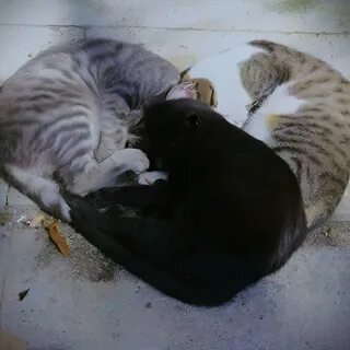 Что такое кот и кошка