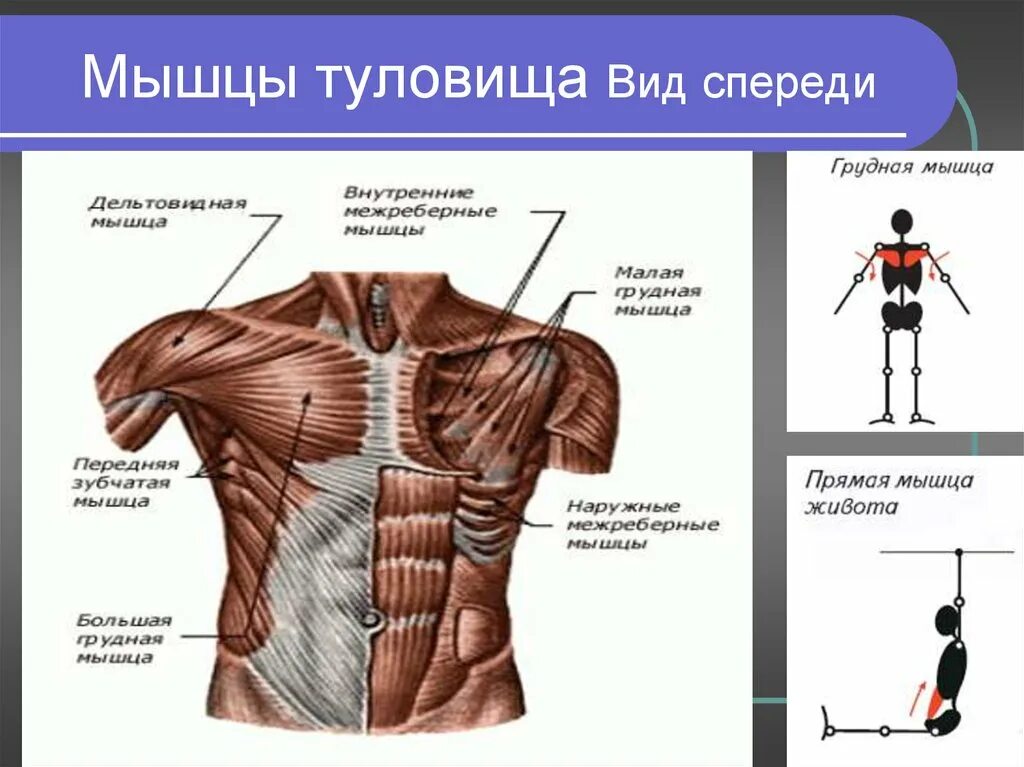 Мышцы груди и живота вид спереди. Мышцы туловища груди живота спины. Мышцы живота поверхностный слой вид спереди. Строение мышц туловища спереди. Главная мышца тела