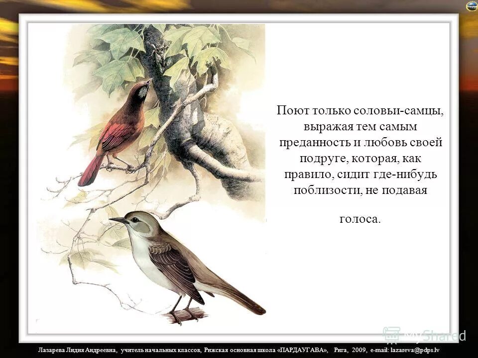 Спой мне соловей как любовь была сильна. Интересное о Соловьях. Интересные факты о Соловьях. Соловей описание. Соловей интересные факты для детей.