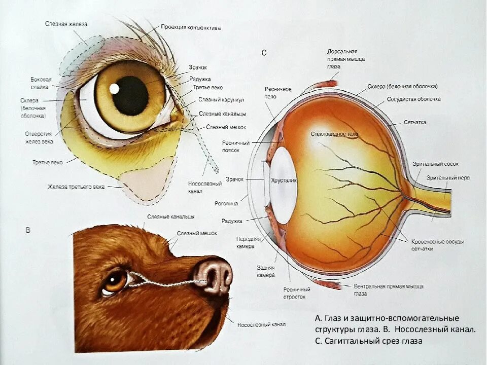 Слезная железа у млекопитающих