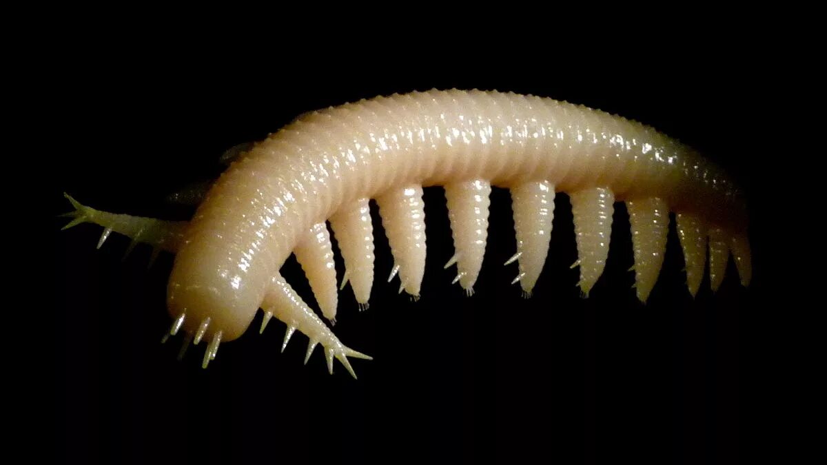 Галлюцигения Кембрий. Галлюцигения червь. Бархатные черви онихофоры. Кембрийский червяк.