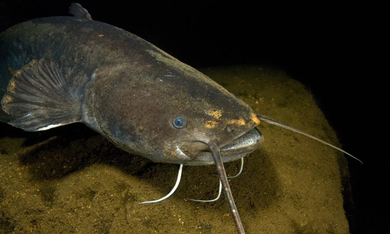 Сом обыкновенный silurus glanis. Сомик обыкновенный речной. Обыкнове́нный сом silurus glanis). Обыкнове́нный сом silurus glanis). Обыкновенный (европейский) сом.