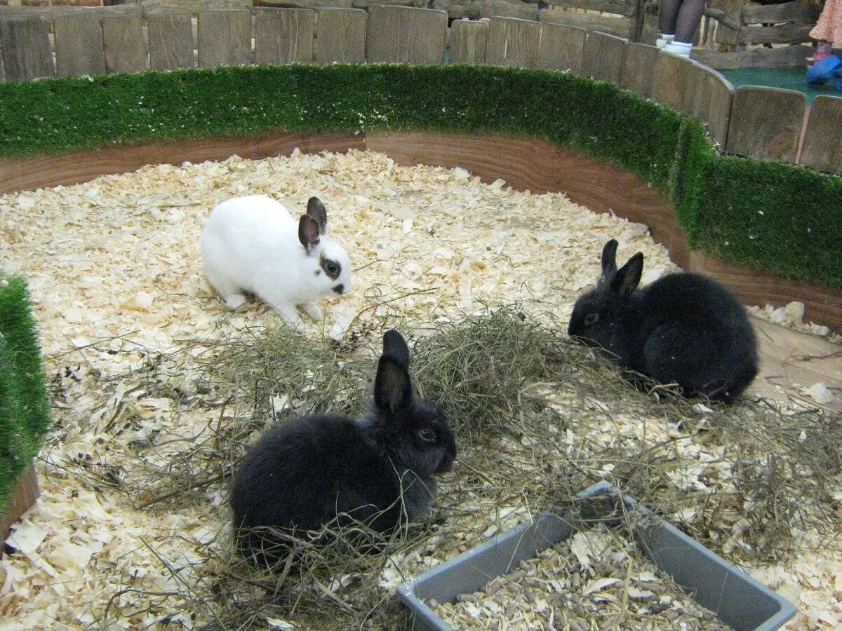 Зайцы в зоопарке. Контактный зоопарк кролики. Кролики в зоопарке. Контактный мини зоопарк кролики. Заяц в зоопарке.