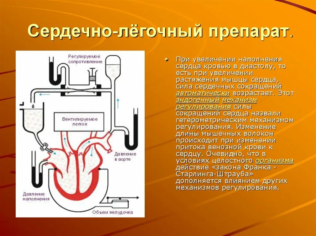 Сердечно легочный препарат. Сердечно легочный препарат физиология. Лёгочное сердце лекарство. Сердечно-легочный препарат Павлова Старлинга.