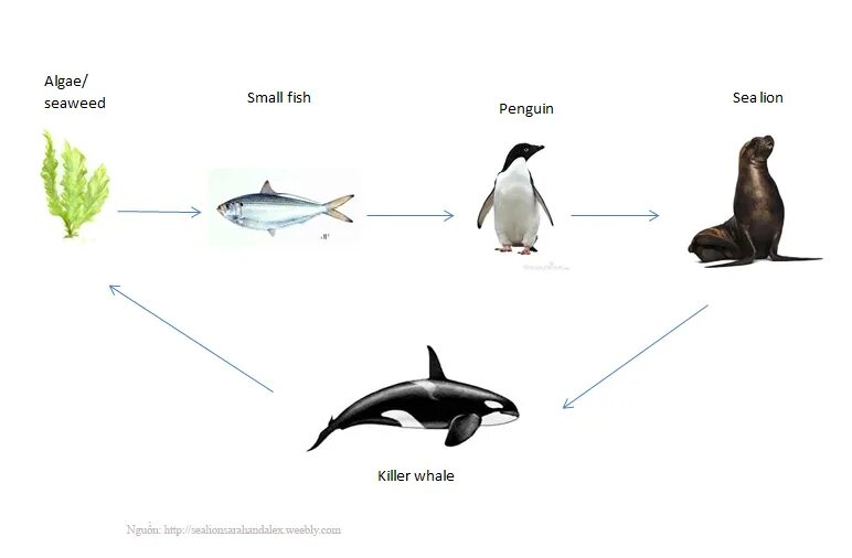 Пищевая цепь пингвина. Пищевая цепь Антарктики. Цепь питания артактидв. Пищевая цепочка в море. Цепь питания моря 5 класс биология
