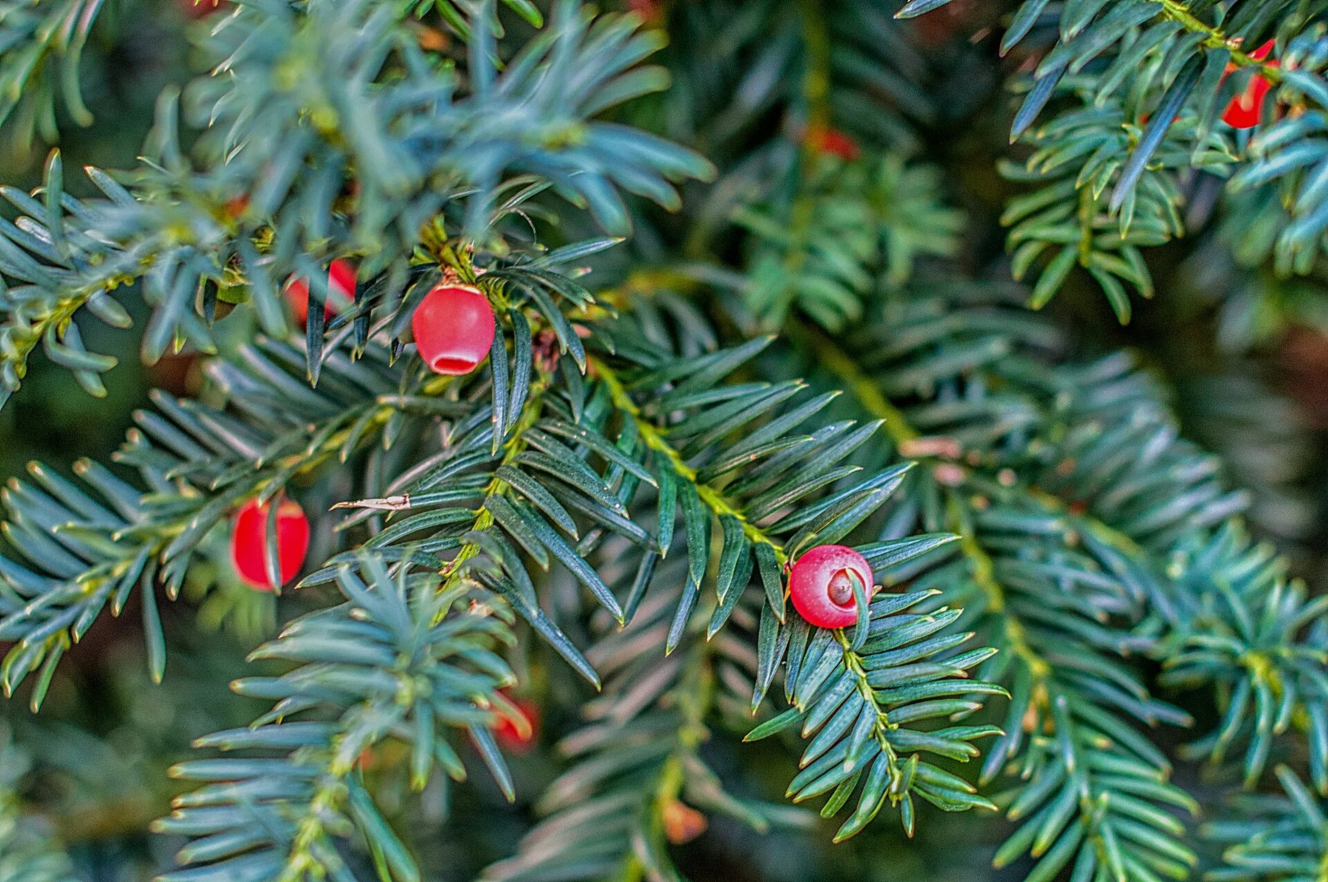 Тисс Taxus baccata. Тис ягодный Taxus baccata. Тис ягодный Táxus baccáta. Тис ягодный (Taxus baccata David p9). Ис тис