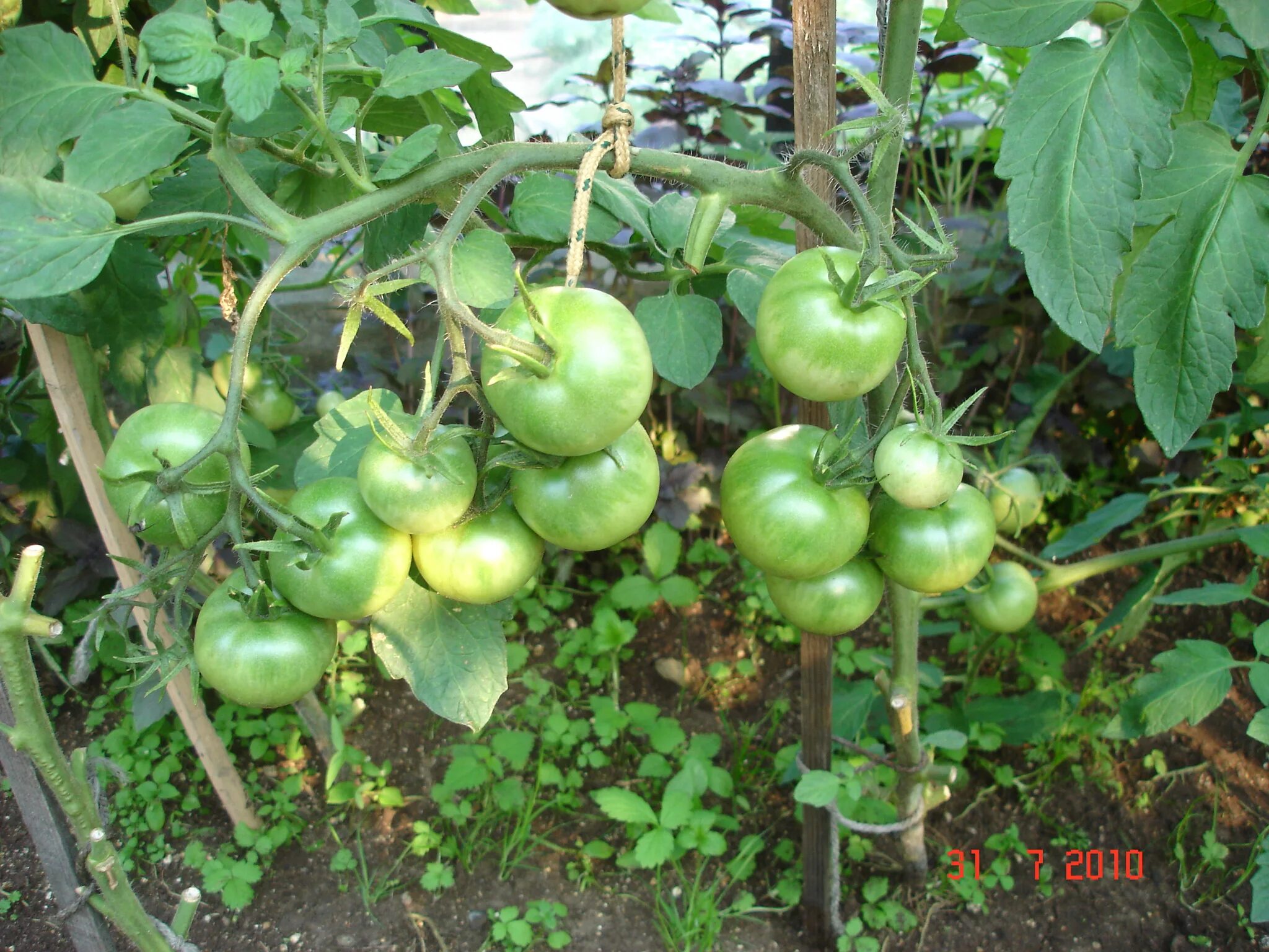Сорт томатов оля f1 отзывы. Помидоры Оля f1. Помидоры сорт Оля f1. Гибрид Оля f1.