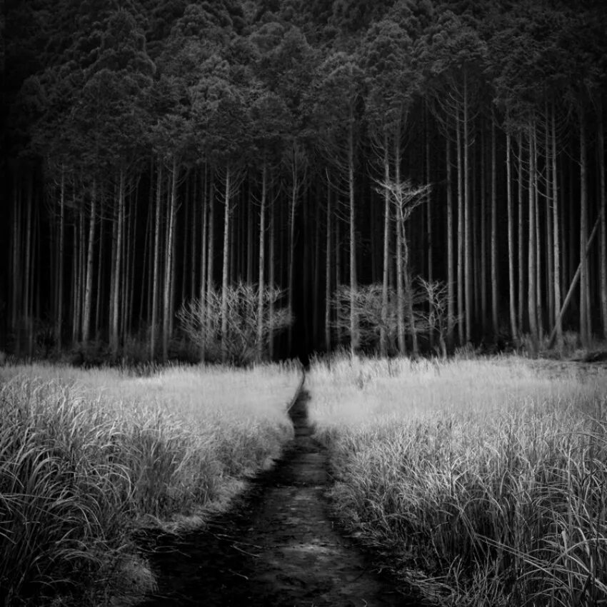 Forest calling. Forest calling. Forest calling. Forest calling. Черный лес шварцвальд туман.