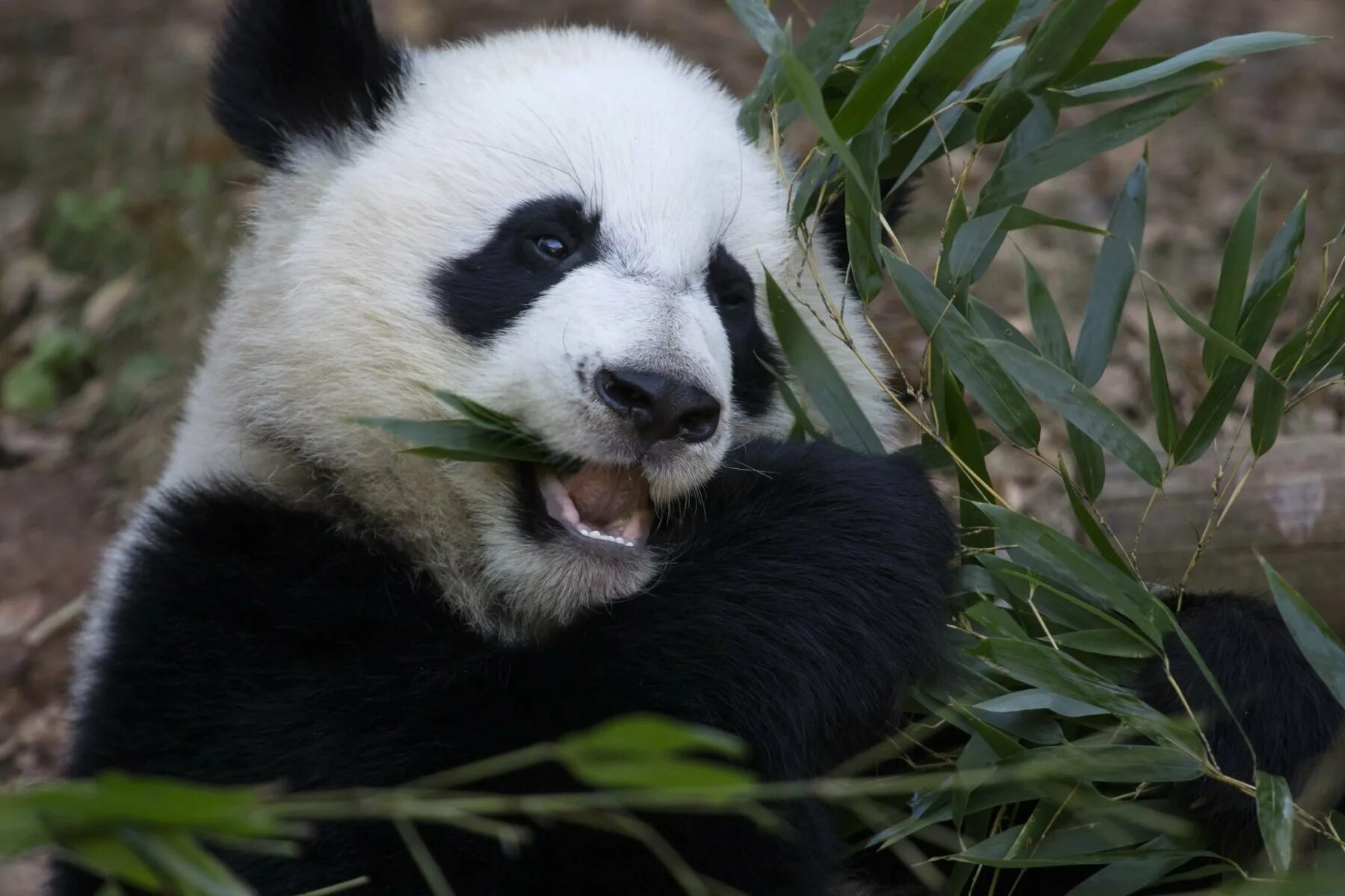 Большая панда что едят. Австралийская Панда. Большая бамбуковая Панда. Большая Панда ест бамбук. Травоядные животные Панда.