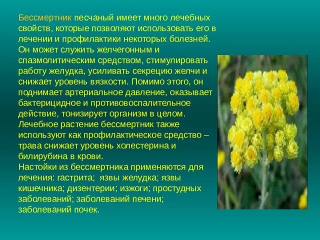 Бессмертник песчаный (цветки) 50 гр. Енисей чай. Собрано в Адыгее! - купить в ин