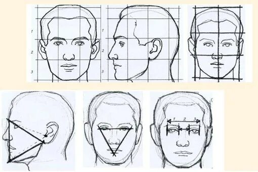 Строю какое лицо. Профиль лица сбоку пропорции. Как нарисовать портрет человека сбоку. Этапы рисования портрета. Пропорции рисования портрета.