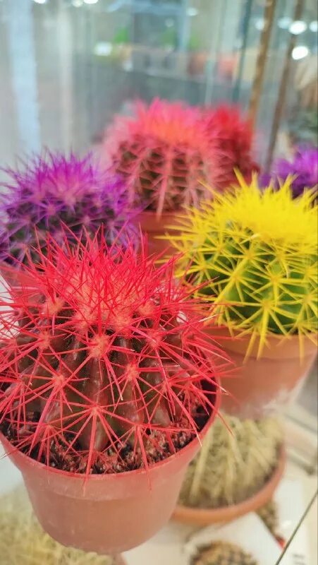 Echinocactus grusonii. эхинокактус грузони рейнбоу эхинокактус грузони рейнбоу. эхинокактус грузони рейнбоу. кактус суккулент радужный. кактус эхинокактус грузони красный.