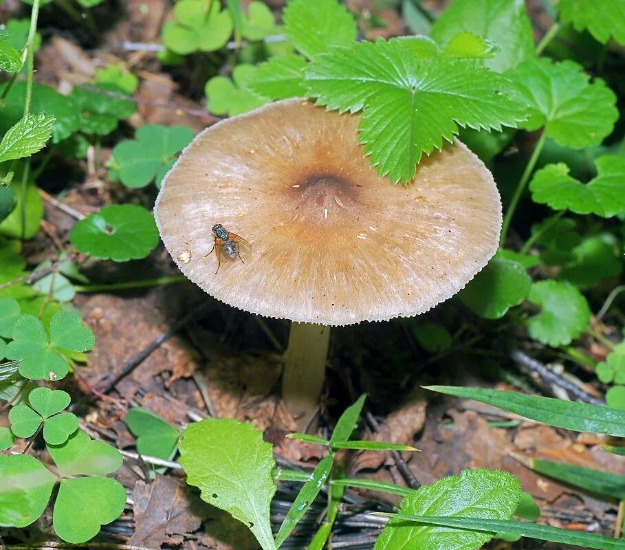 Плютей чернокрайний. Плютей олений (pluteus cervinus). Пластинчатые грибы плютей олений. Плютей олений (pluteus cervinus). Плютей олений.
