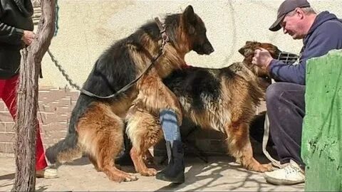 Свести кобеля