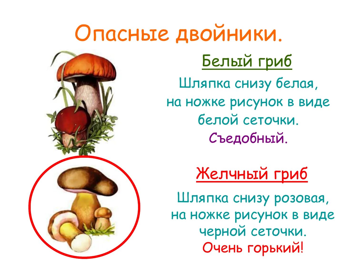 Какие есть грибы двойники примеры Таблица грибы фото