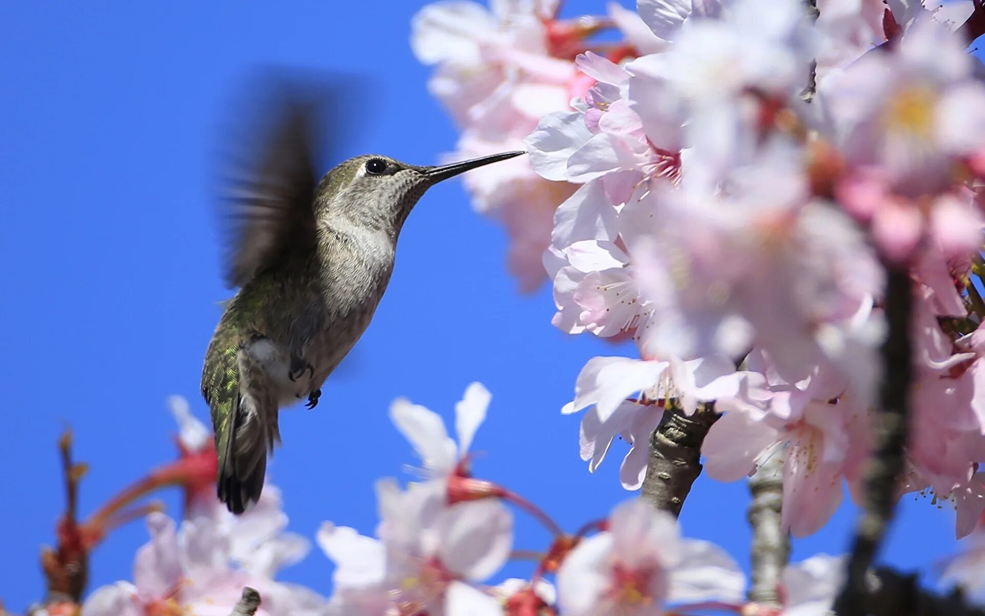 Природа птицы. Красивые птицы весной на тёмном фоне. Красивые птицы. Фон птицы. Птица на цветущей ветке.