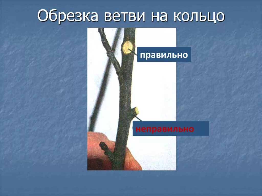 Срез ветки на кольцо. Срезка веток на кольцо. Обрезка веток на кольцо.