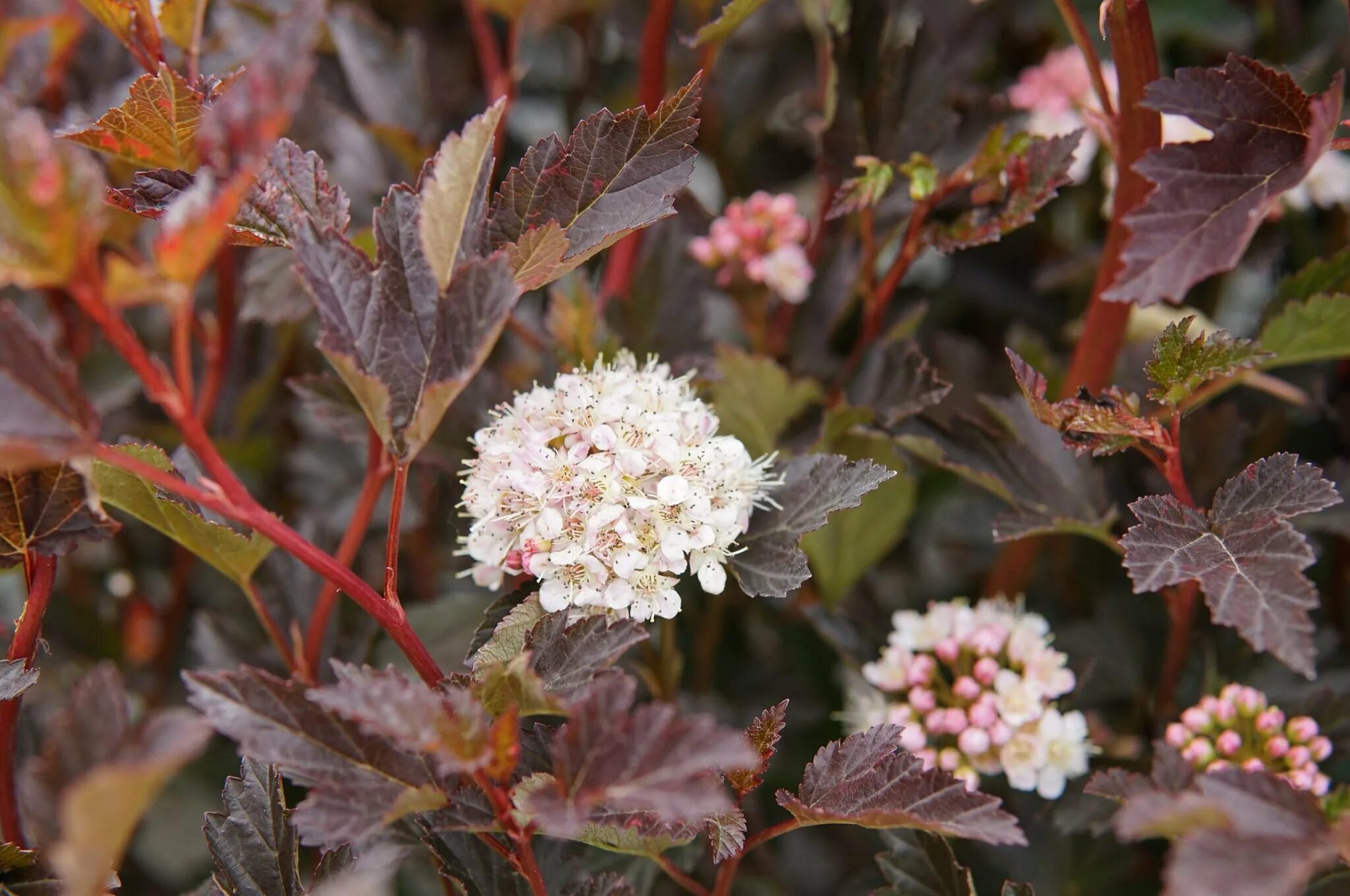 пузыреплодник калинолистный (physocarpus opulifolius `andrea`). пузыреплодник калинолистный ред барон живая изгородь. уход посадка пузыреплодника. пузыреплодник аль блэк. пузыреплодник калинолистный andre (андре).