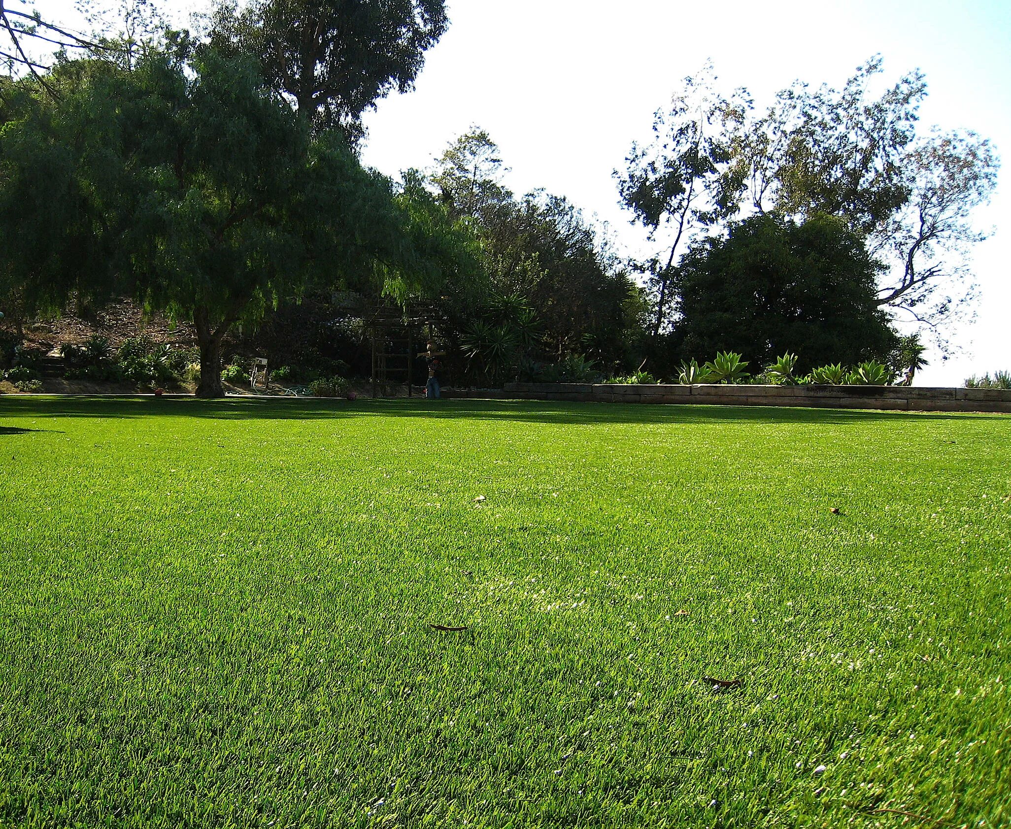 Grass Type Bahia. Landscape ground фен. Geelong Turf. Grassland Backyard.