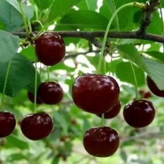 Вишня харитоновская морозостойкость