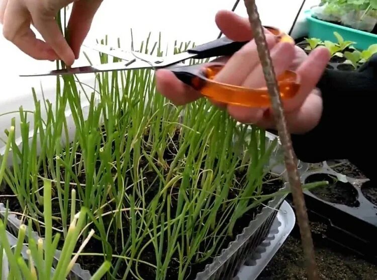 лук эксибишен семена. лук эксибишен севок. лук репчатый эксибишен агроэлита. лук эксибишен урожай. лук эксибишен семена.