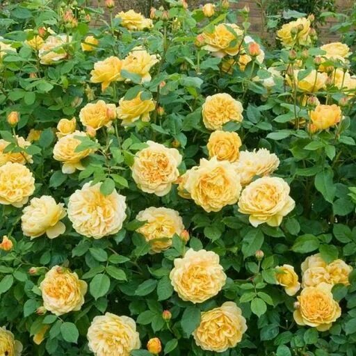 Роза голден зест фото и описание Галерея Golden Zest (JACbelgo, 100 Idees Jardin, Continued Friendship, Sweet C