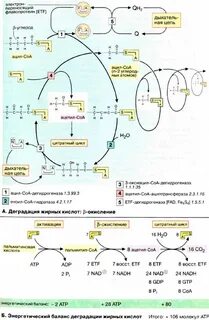 Бета окисление кислот