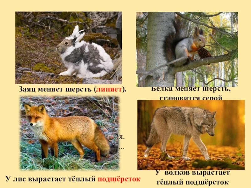 Какие животные линяют и почему кратко. Линька животных осенью. животные которые линяют. заяц меняет шерсть. животные которые меняют окрас.