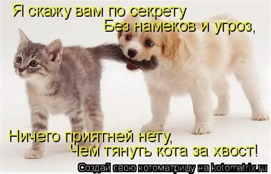 как проверить сознание у пострадавшего. обнаружение мем. тянуть кота за хвост картинка. вынести пострадавшего в безопасную зону. загорелась одежда на человеке ваши действия.