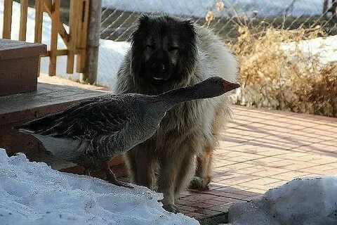Кот собака гусь