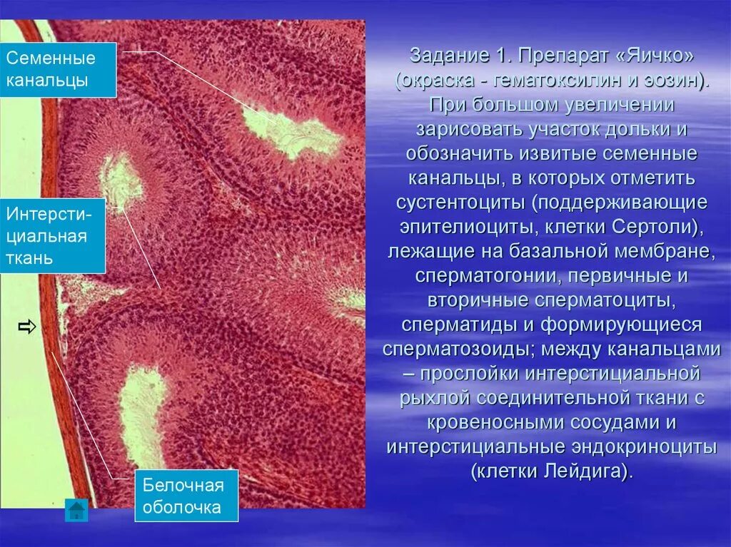 Увеличение больших половых. Семенник гистология препарат. Семенник окраска гематоксилин-эозином. Яичко семенник гистология. Препарат яичко окраска гематоксилин и эозин.